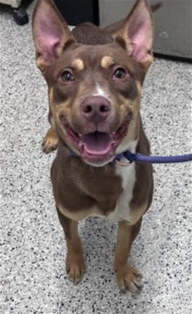 Shelter Stray Male Dog last seen Near BLOCK E FERRY ST, DETROIT MI 48202, 7401 Chrysler Dr, Detroit, MI 48211, USA