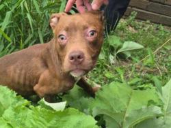 Shelter Stray Female Dog last seen Near BLOCK CHEYENNE ST, DETROIT, MI 48227, 7401 Chrysler Dr, Detroit, MI 48211, USA