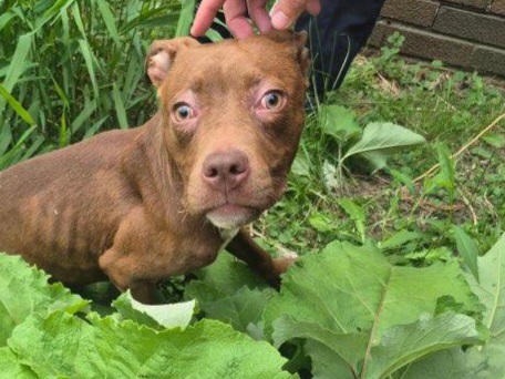 Shelter Stray Female Dog last seen Near BLOCK CHEYENNE ST, DETROIT, MI 48227, 7401 Chrysler Dr, Detroit, MI 48211, USA