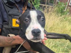 Shelter Stray Female Dog last seen Near BLOCK CHEYENNE ST, DETROIT, MI 48227, 7401 Chrysler Dr, Detroit, MI 48211, USA