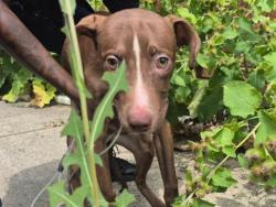 Shelter Stray Female Dog last seen Near BLOCK CHEYENNE ST, DETROIT, MI 48227, 7401 Chrysler Dr, Detroit, MI 48211, USA