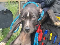 Shelter Stray Female Dog last seen Near BLOCK CHEYENNE ST, DETROIT, MI 48227, 7401 Chrysler Dr, Detroit, MI 48211, USA
