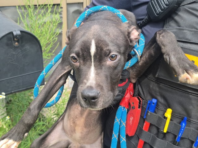 Shelter Stray Female Dog last seen Near BLOCK CHEYENNE ST, DETROIT, MI 48227, 7401 Chrysler Dr, Detroit, MI 48211, USA
