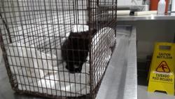 Shelter Stray Male Cat last seen , 1419 Bryant St, San Francisco, CA 94103, USA