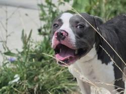 Shelter Stray Male Dog last seen Near BLOCK CHEYENNE ST, DETROIT, MI 48227, 7401 Chrysler Dr, Detroit, MI 48211, USA