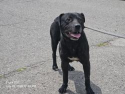 Shelter Stray Male Dog last seen Near BLOCK HAZLETT ST, DETROIT, MI 48210, 7401 Chrysler Dr, Detroit, MI 48211, USA