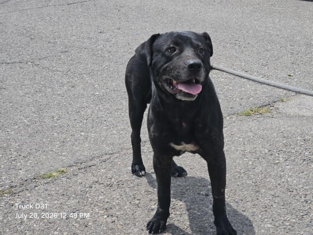 Shelter Stray Male Dog last seen Near BLOCK HAZLETT ST, DETROIT, MI 48210, 7401 Chrysler Dr, Detroit, MI 48211, USA