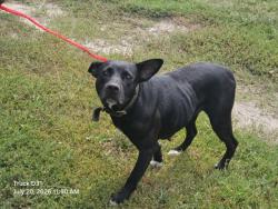 Shelter Stray Female Dog last seen Near BLOCK MISSOURI ST, DETROIT, MI 48208, 7401 Chrysler Dr, Detroit, MI 48211, USA