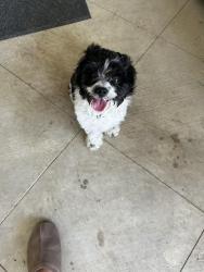 Found/Stray Male Dog last seen Near Davila Dr, Dallas, TX 75220