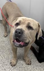 Shelter Stray Male Dog last seen Near BLOCK LA SALLE BLVD, DETROIT MI 48238, 7401 Chrysler Dr, Detroit, MI 48211, USA