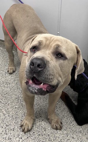 Shelter Stray Male Dog last seen Near BLOCK LA SALLE BLVD, DETROIT MI 48238, 7401 Chrysler Dr, Detroit, MI 48211, USA