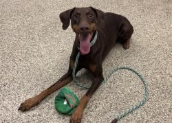Shelter Stray Female Dog last seen Near BLOCK LAKEHURST DR, COLORADO SPRINGS CO 80916, 610 Abbot Ln, Colorado Springs, CO 80905, USA
