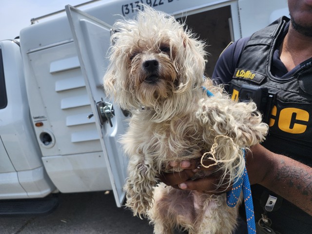 Shelter Stray Female Dog last seen Near BLOCK CARLISLE ST, DETROIT, MI 48205, 7401 Chrysler Dr, Detroit, MI 48211, USA