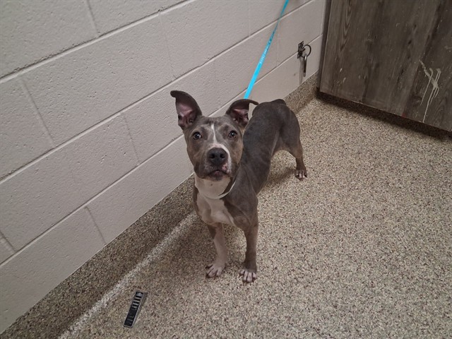 Shelter Stray Female Dog last seen Near BLOCK GALLEY RD, COLORADO SPRINGS CO 80915, 610 Abbot Ln, Colorado Springs, CO 80905, USA