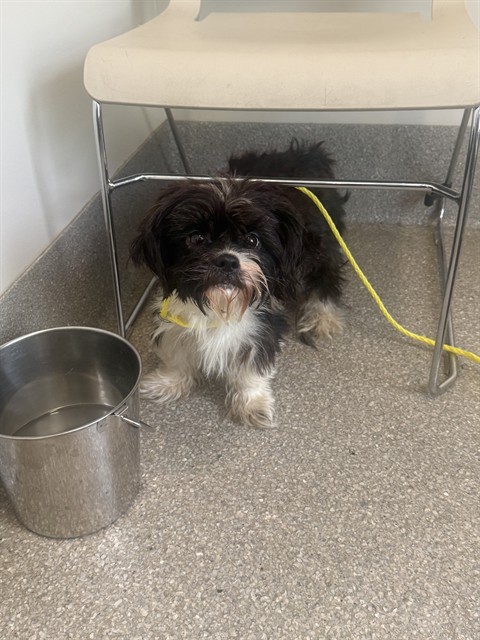 Shelter Stray Female Dog last seen Near BLOCK MARYMAN RD, 3528 Newburg Rd, Louisville, KY 40218, USA