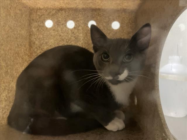 Shelter Stray Unknown Cat last seen GEORGE ANDERSON DR, 1601 Eubanks Rd, Chapel Hill, NC 27516, USA