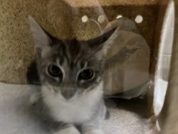 Shelter Stray Unknown Cat last seen GEORGE ANDERSON DR, 1601 Eubanks Rd, Chapel Hill, NC 27516, USA
