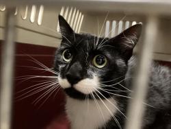 Shelter Stray Male Cat last seen HUNTERS RUN, 1601 Eubanks Rd, Chapel Hill, NC 27516, USA