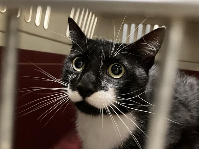 Shelter Stray Male Cat last seen HUNTERS RUN, 1601 Eubanks Rd, Chapel Hill, NC 27516, USA