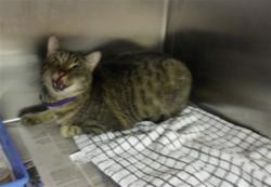 Shelter Stray Female Cat last seen , 11361 W Pico Blvd, Los Angeles, CA 90064, USA