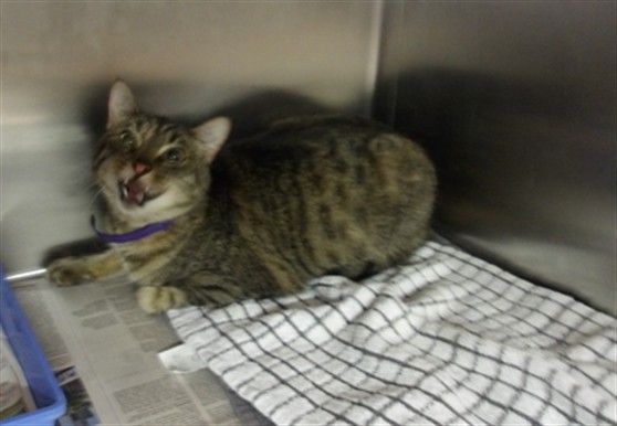 Shelter Stray Female Cat last seen , 11361 W Pico Blvd, Los Angeles, CA 90064, USA
