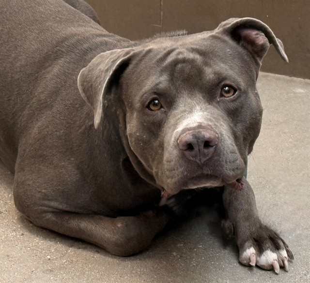 Shelter Stray Male Dog last seen , 4000 N Silverbell Rd, Tucson, AZ 85745, USA
