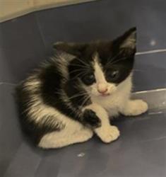 Shelter Stray Male Cat last seen Near BLOCK S CARNEGIE TECH ST, 4522 W 3500 S, West Valley City, UT 84120, USA