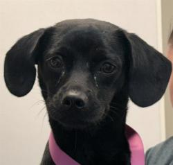 Shelter Stray Male Dog last seen , 4000 N Silverbell Rd, Tucson, AZ 85745, USA
