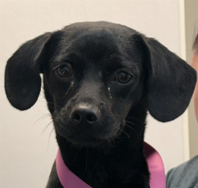 Shelter Stray Male Dog last seen , 4000 N Silverbell Rd, Tucson, AZ 85745, USA