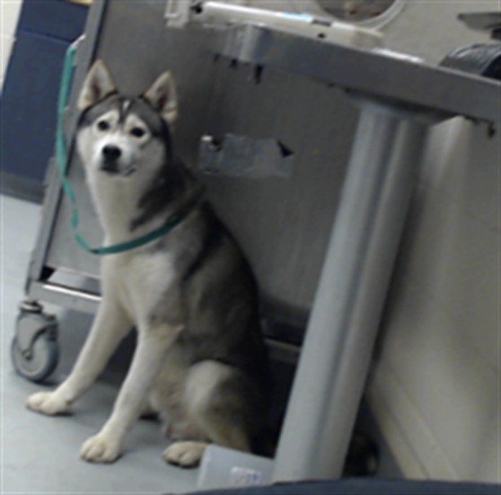 Shelter Stray Male Dog last seen , 4704 Corporation Dr, Fayetteville, NC 28306, USA