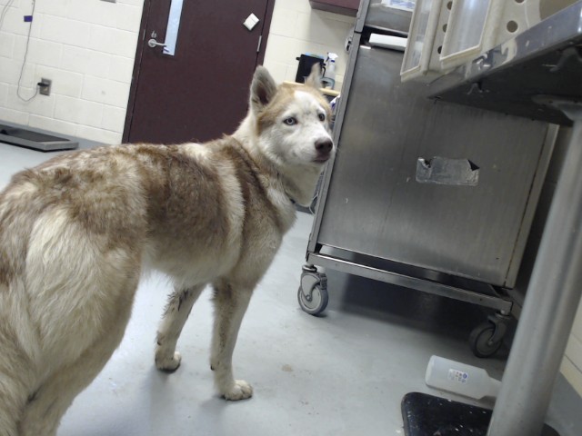 Shelter Stray Female Dog last seen , 4704 Corporation Dr, Fayetteville, NC 28306, USA