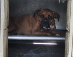 Shelter Stray Male Dog last seen , 957 N Gaffey St, San Pedro, CA 90731, USA