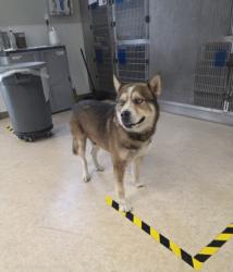 Shelter Stray Male Dog last seen , 957 N Gaffey St, San Pedro, CA 90731, USA