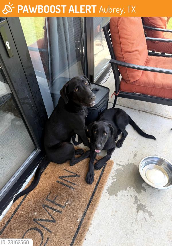 Found/Stray Male Dog last seen blackjack oaks rd and Grubbs, Aubrey, TX 76227