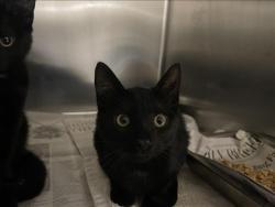 Shelter Stray Female Cat last seen , 957 N Gaffey St, San Pedro, CA 90731, USA