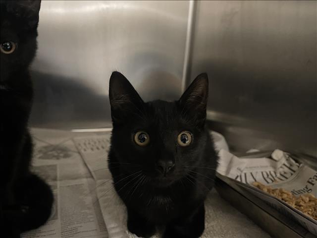 Shelter Stray Female Cat last seen , 957 N Gaffey St, San Pedro, CA 90731, USA