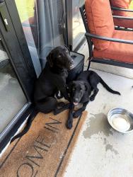 Found/Stray Male Dog last seen blackjack oaks rd and Grubbs, Aubrey, TX 76227