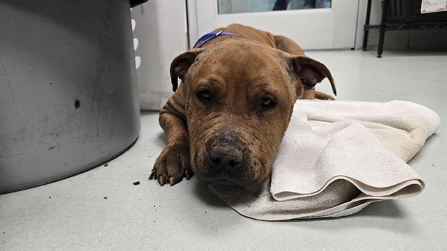 Shelter Stray Male Dog last seen EDITH AND MONTANO, 8920 Lomas Blvd NE, Albuquerque, NM 87112, USA