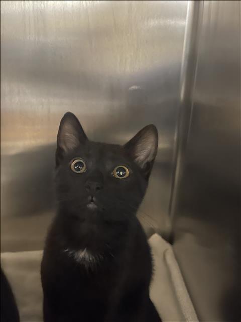 Shelter Stray Female Cat last seen , 957 N Gaffey St, San Pedro, CA 90731, USA