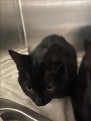 Shelter Stray Male Cat last seen , 957 N Gaffey St, San Pedro, CA 90731, USA