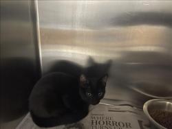 Shelter Stray Female Cat last seen , 957 N Gaffey St, San Pedro, CA 90731, USA