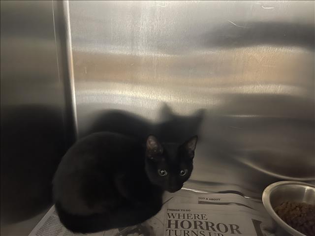 Shelter Stray Female Cat last seen , 957 N Gaffey St, San Pedro, CA 90731, USA