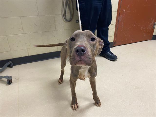 Shelter Stray Female Dog last seen Near BLOCK N 42ND PL, 3839 W Burnham St, West Milwaukee, WI 53215, USA