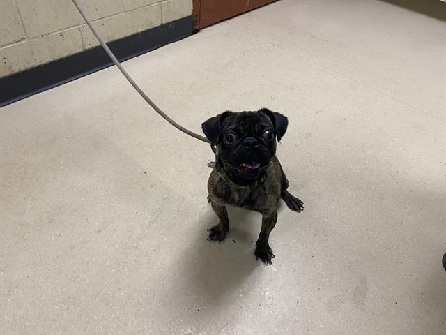 Shelter Stray Male Dog last seen WASHINGTON PARK/ N 40TH W GALENA, 3839 W Burnham St, West Milwaukee, WI 53215, USA