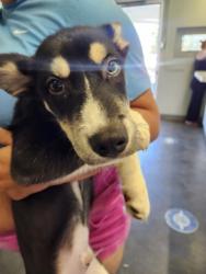 Shelter Stray Male Dog last seen , 1850 W 60th St, Los Angeles, CA 90047, USA