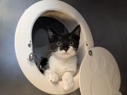 Shelter Stray Female Cat last seen , 600 Aviation Dr, Camarillo, CA 93010, USA