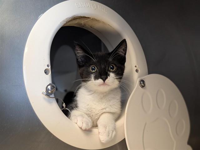 Shelter Stray Female Cat last seen , 600 Aviation Dr, Camarillo, CA 93010, USA