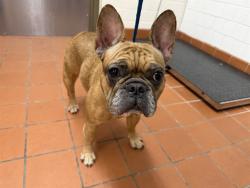Shelter Stray Female Dog last seen , 600 Aviation Dr, Camarillo, CA 93010, USA