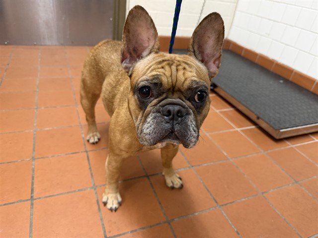 Shelter Stray Female Dog last seen , 600 Aviation Dr, Camarillo, CA 93010, USA