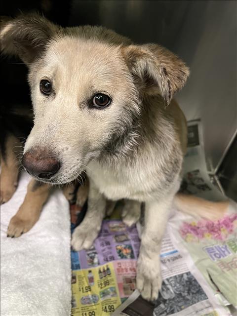 Shelter Stray Female Dog last seen , 1850 W 60th St, Los Angeles, CA 90047, USA